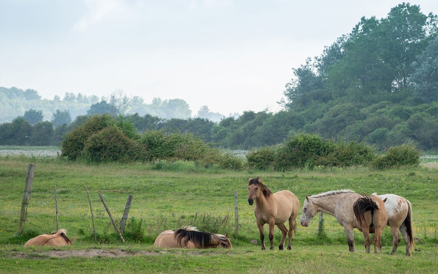 Chevaux Henson autour du Camping les 3 Sablières