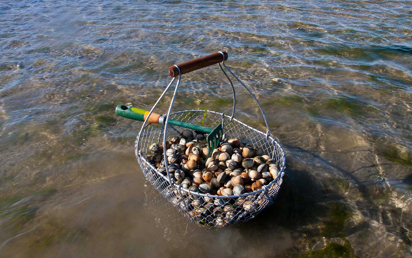 Pêche à pied en Baie de Somme