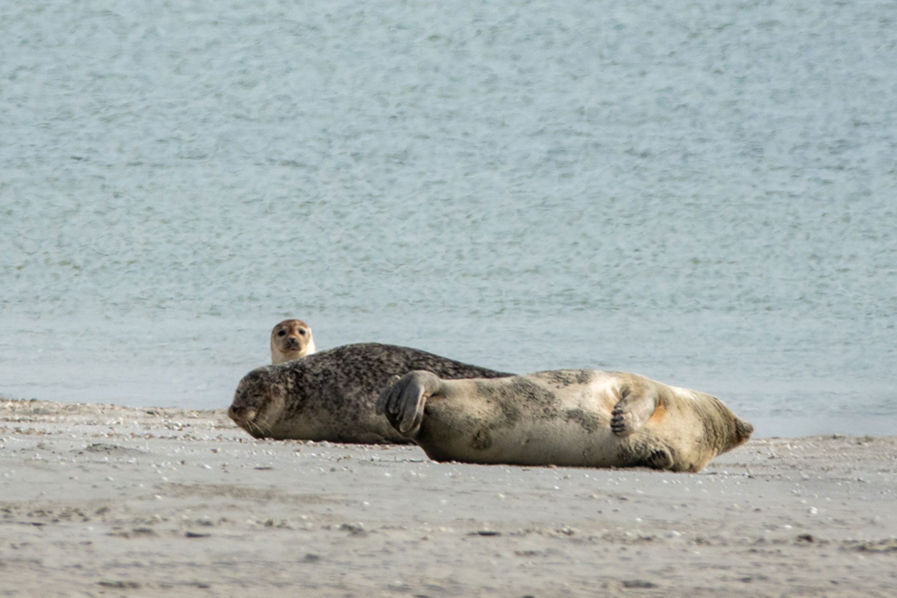 Phoques de la Baie de Somme