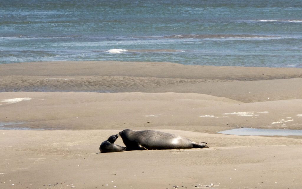 Phoques de la Baie de Somme